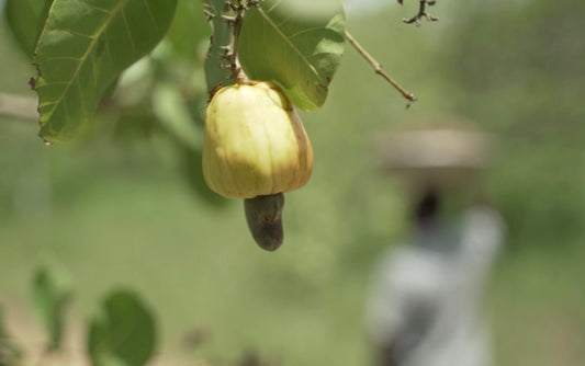 Wist je dit al over cashewnoten?