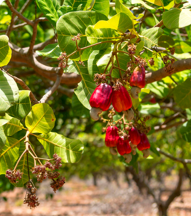 Geschiedenis van de cashewnoot: van Braziliaanse kust tot culinaire bouwsteen