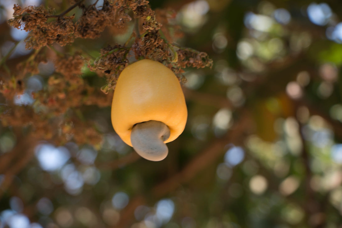 Cashewappel, steenvrucht aan boom